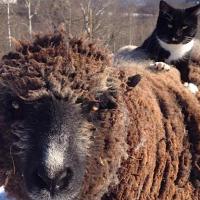 These Stories of Cats Befriending Farmed Animals Will Melt Your Heart